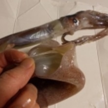 生イカを 自分で解体しちゃおう さばき方 レシピ 作り方 By ドキンちゃんmico 楽天レシピ 生イカを 自分で解体しちゃおう さばき方 レシピ 作り方 By ドキンちゃんmico 楽天レシピ